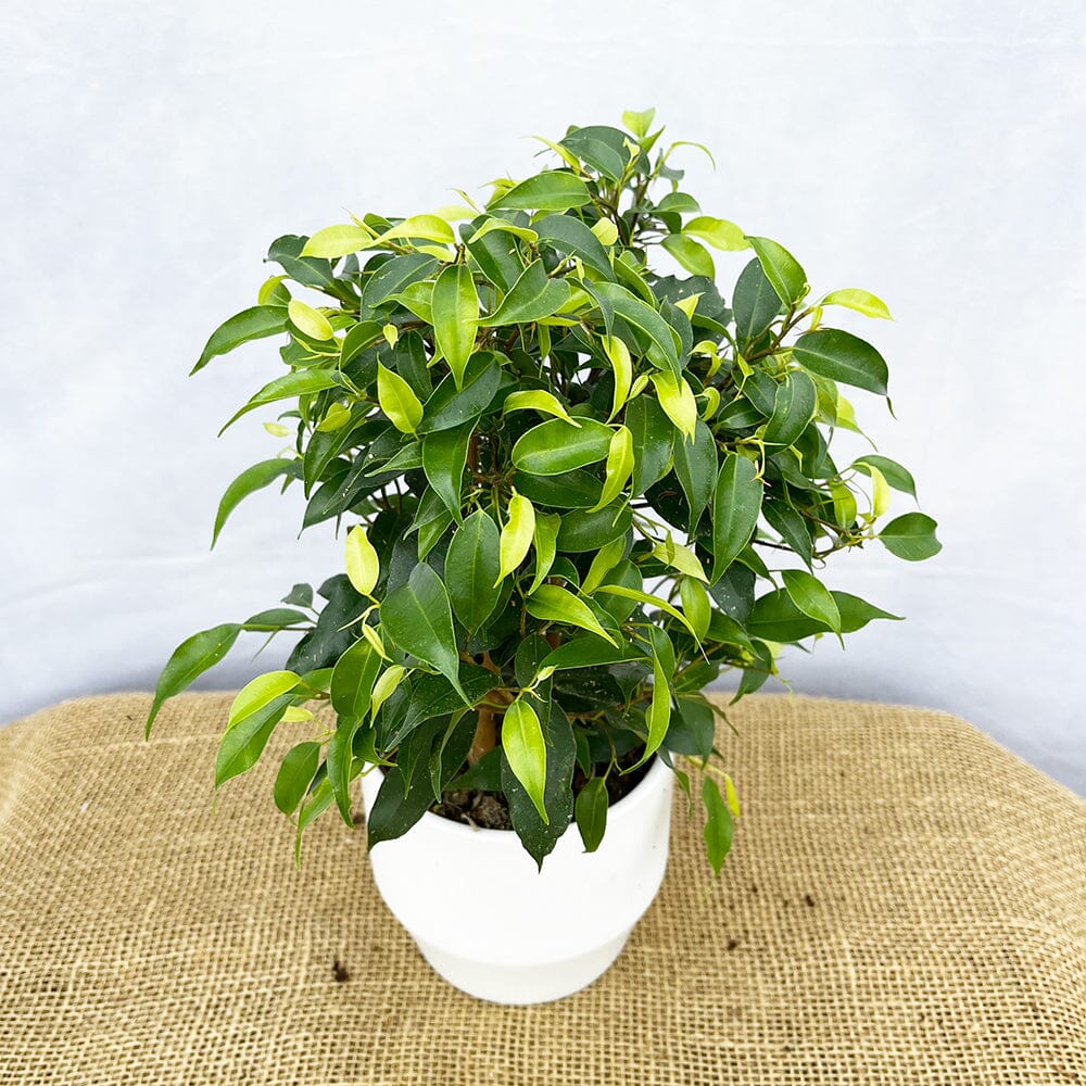 Ficus Benjamina 12cm Pot (Mix & Match Offer) House Plant House Plant