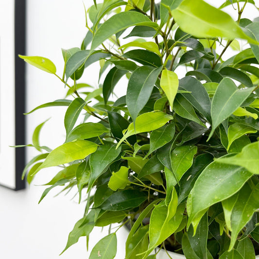 Ficus Benjamina 12cm Pot (Mix & Match Offer) House Plant House Plant