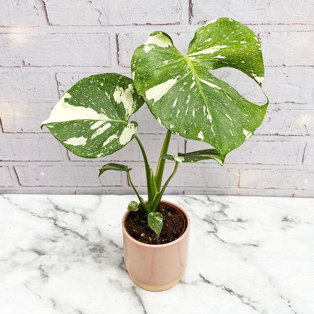 FREE GIFT | 15 - 25 Monstera Thai Constellation Cheese Plant Variegated 9cm Pot giftbox_ghost_product