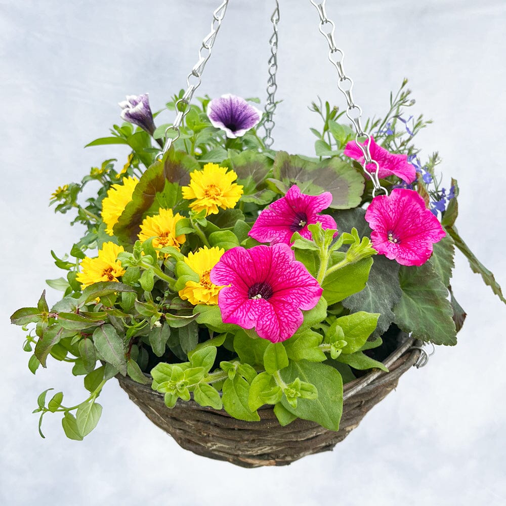 Hanging Basket Subscription 