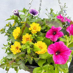 Hanging Basket Subscription 