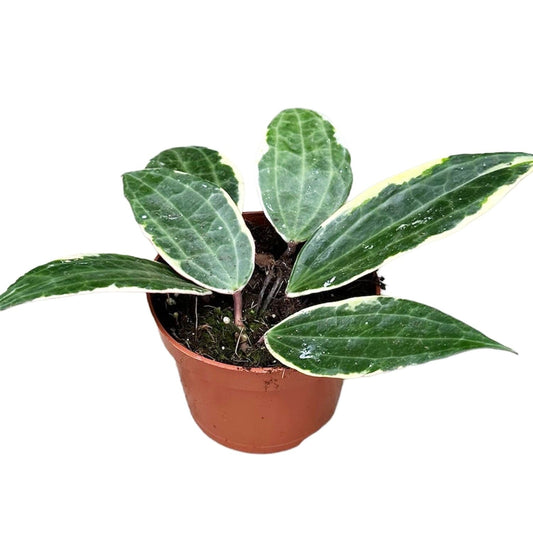 Hoya Macrophylla Wax Plant House Plant 10.5 cm Pot House Plant