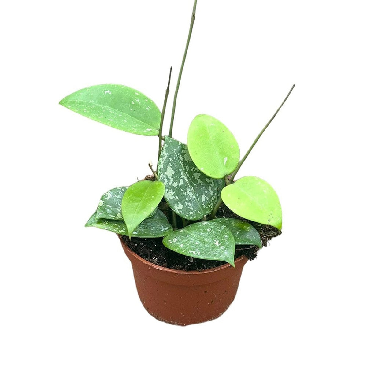 Hoya Parasitica Splash House Plant 10,5 cm Pot House Plant