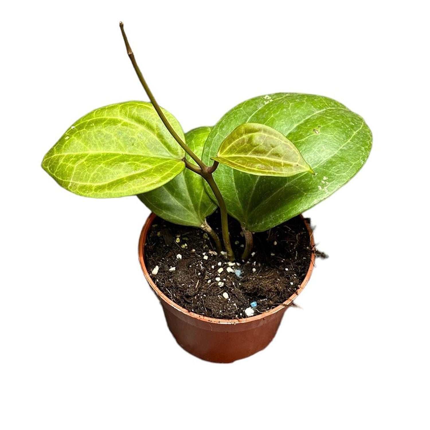 Hoya Sarawak Cream House Plant 10,5 cm Pot House Plant