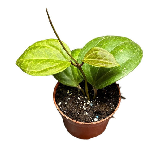 Hoya Sarawak Cream House Plant 10,5 cm Pot House Plant