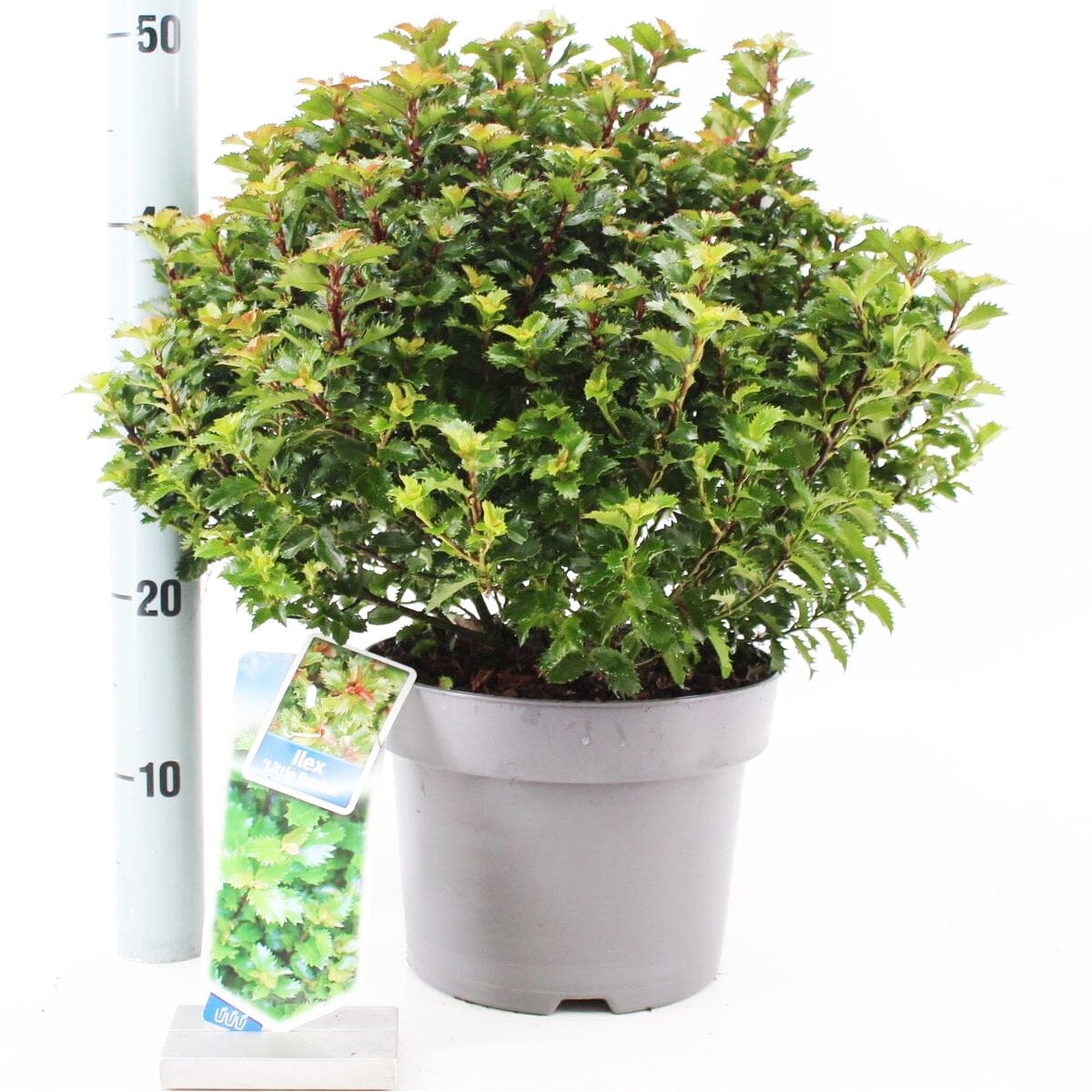 Ilex mes Little Rascal 23cm Pot 40cm Shrub Plant Shrubs