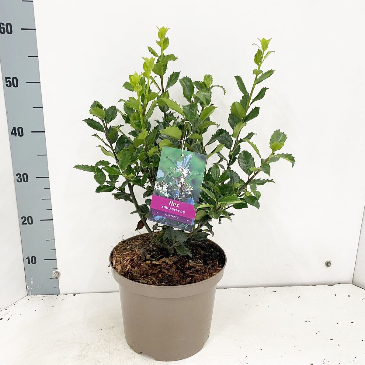 Ilex meserveae Blue Prince 23cm Pot 75cm Shrub Plant Shrubs