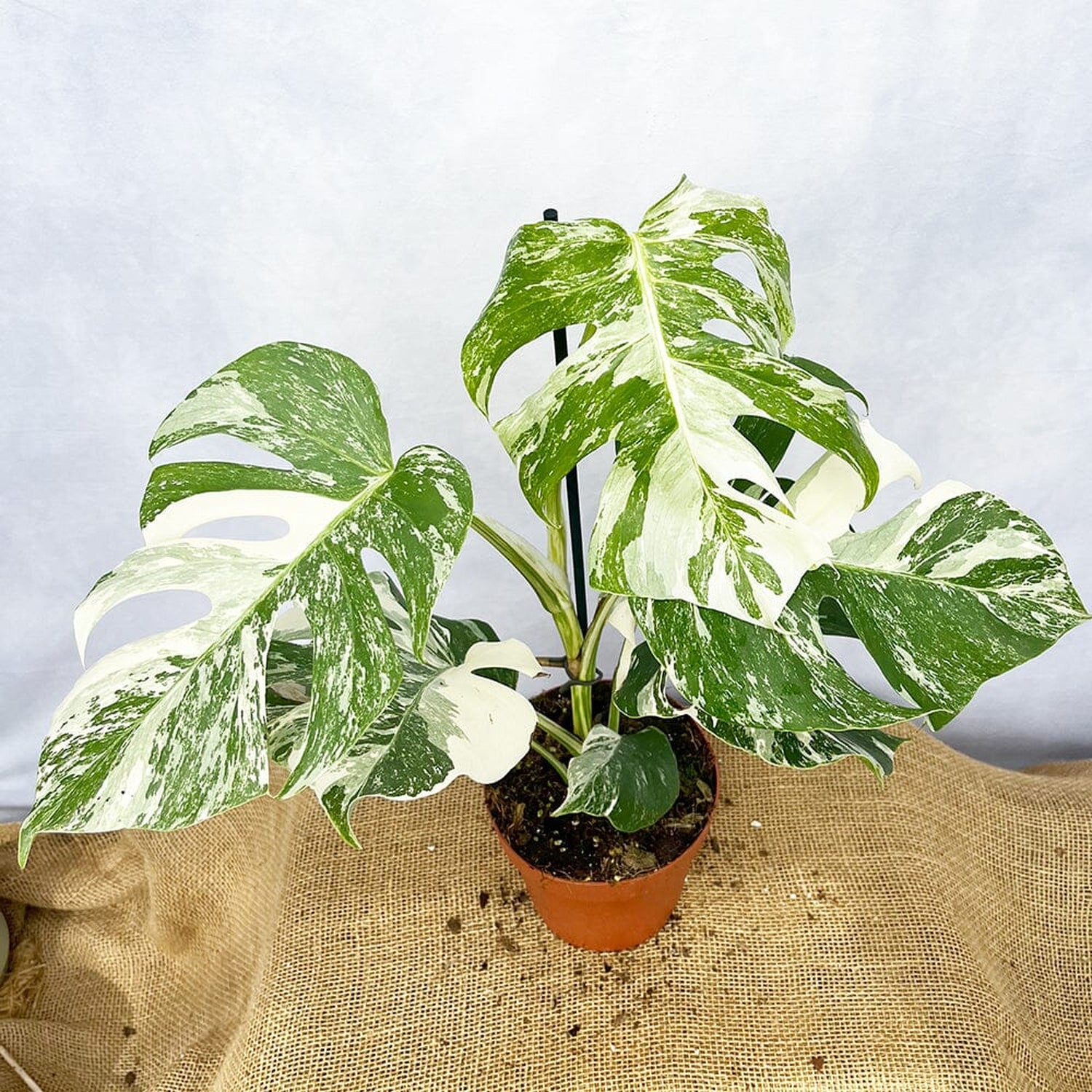 Individually Photographed Variegated Monstera - 40 - 50cm Monstera Variegata Albo Cheese Plant 17cm Pot House Plant House Plant