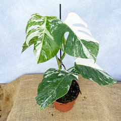 Individually Photographed Variegated Monstera - 40 - 50cm Monstera Variegata Albo Cheese Plant 17cm Pot House Plant House Plant