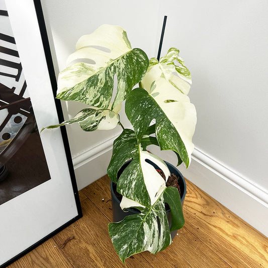 Individually Photographed Variegated Monstera - 40 - 50cm Monstera Variegata Albo Cheese Plant 17cm Pot House Plant House Plant