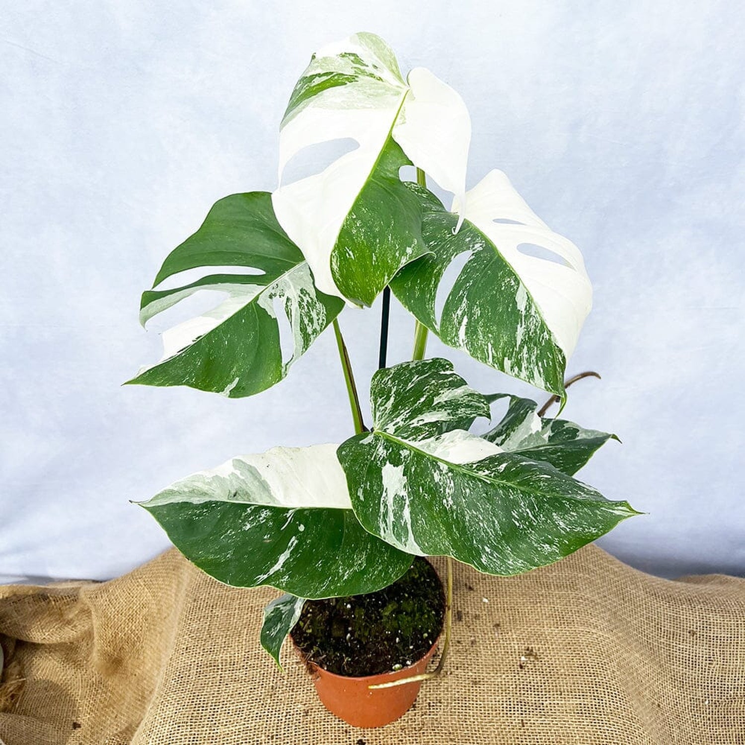 Individually Photographed Variegated Monstera - 40 - 50cm Monstera Variegata Albo Cheese Plant 17cm Pot House Plant House Plant