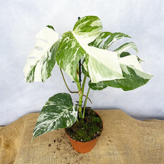 Individually Photographed Variegated Monstera - 40 - 50cm Monstera Variegata Albo Cheese Plant 17cm Pot House Plant House Plant
