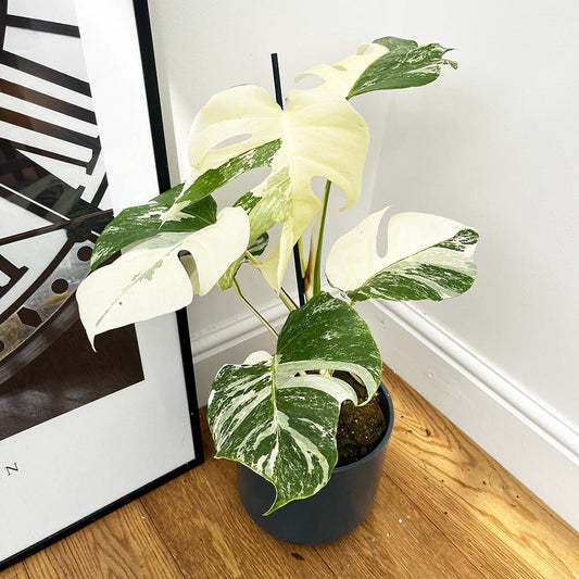 Individually Photographed Variegated Monstera - 40 - 50cm Monstera Variegata Albo Cheese Plant 17cm Pot House Plant House Plant