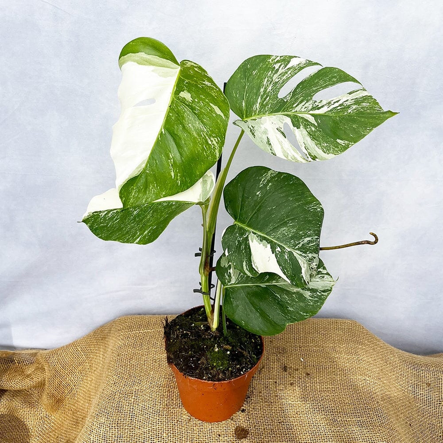 Individually Photographed Variegated Monstera - 40 - 50cm Monstera Variegata Albo Cheese Plant 17cm Pot House Plant House Plant