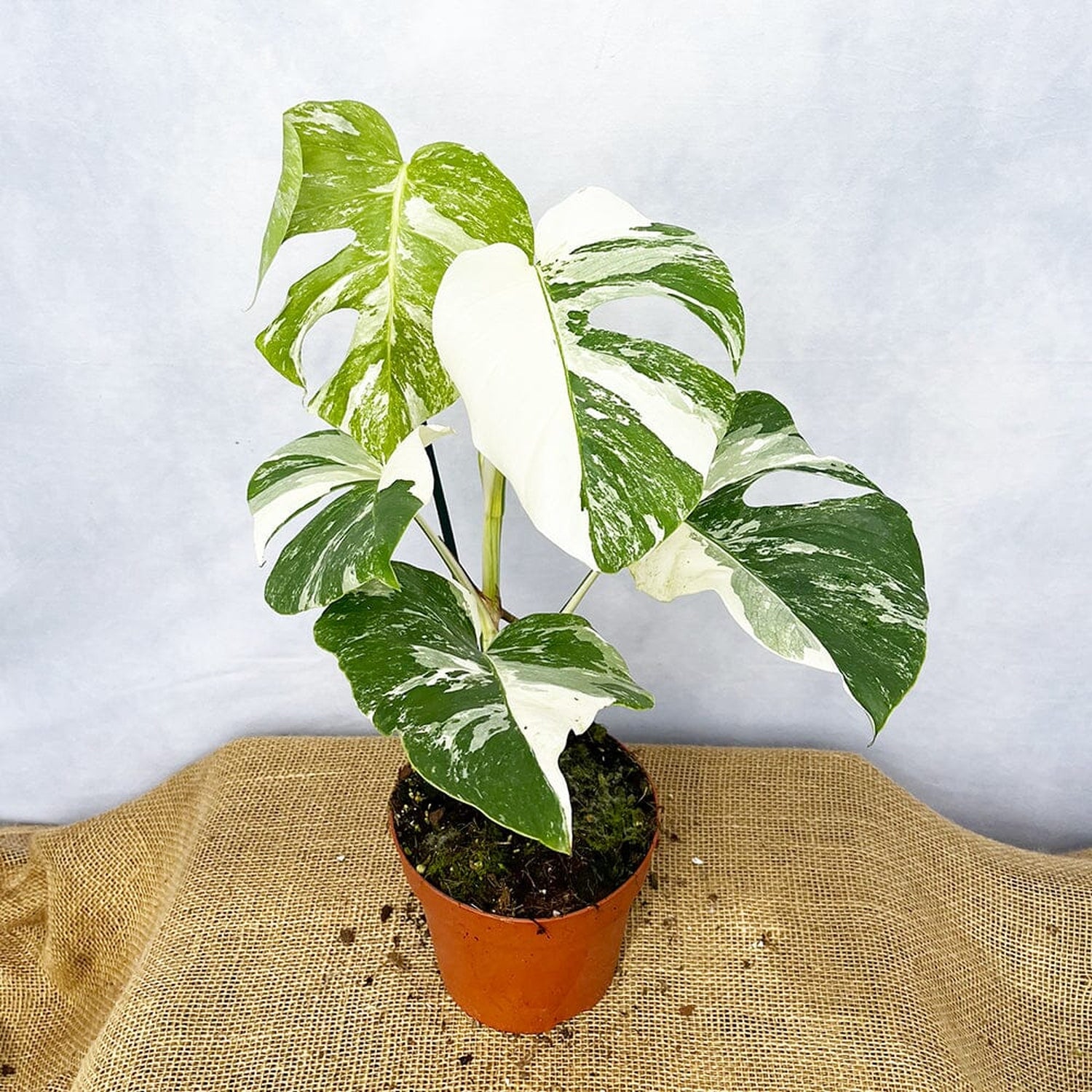 Individually Photographed Variegated Monstera - 40 - 50cm Monstera Variegata Albo Cheese Plant 17cm Pot House Plant House Plant