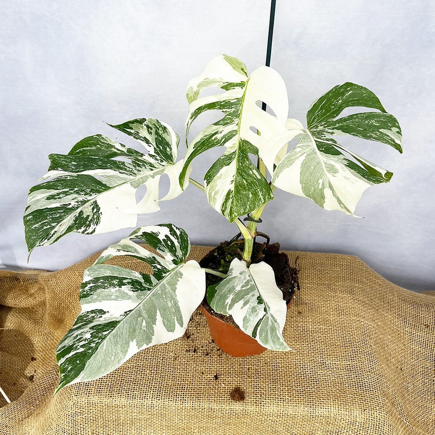 Individually Photographed Variegated Monstera - 40 - 50cm Monstera Variegata Albo Cheese Plant 17cm Pot House Plant House Plant