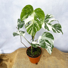 Individually Photographed Variegated Monstera - 40 - 50cm Monstera Variegata Albo Cheese Plant 17cm Pot House Plant House Plant