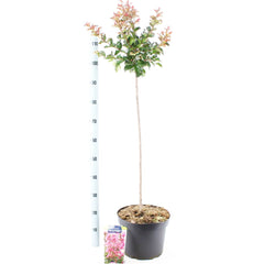 Lagerstroemia indica Berry Dazzle 29cm Pot 160cm Shrub Plant Shrubs