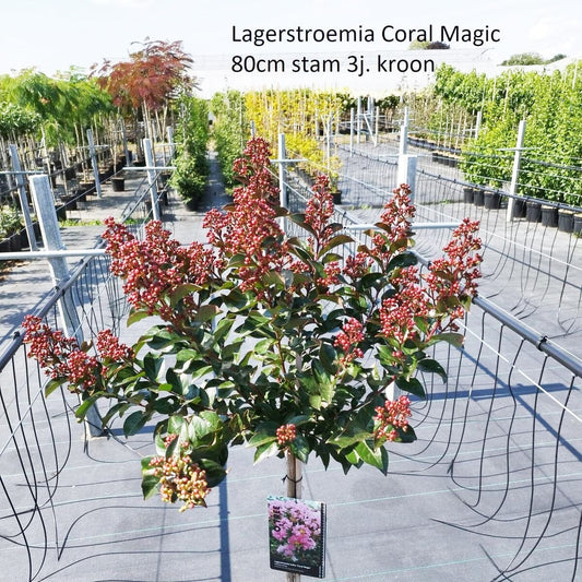 Lagerstroemia indica Coral Magic 26cm Pot 120cm Shrub Plant Shrubs