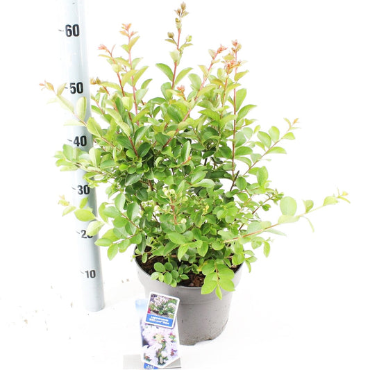 Lagerstroemia indica With Love Babe 23cm Pot 65cm Shrub Plant Shrubs