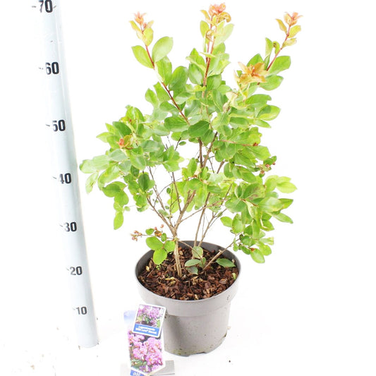 Lagerstroemia indica With Love Eternal 23cm Pot 65cm Shrub Plant Shrubs