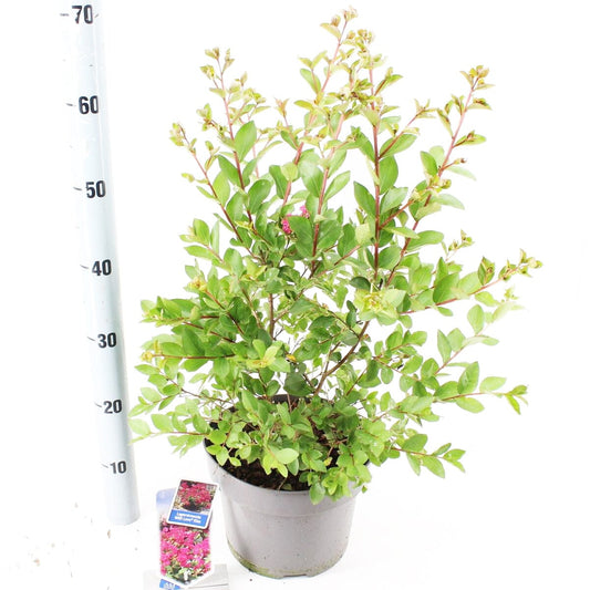 Lagerstroemia indica With Love Kiss 23cm Pot 65cm Shrub Plant Shrubs
