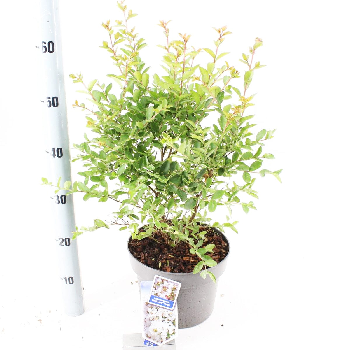 Lagerstroemia indica With Love Virgin 23cm Pot 65cm Shrub Plant Shrubs