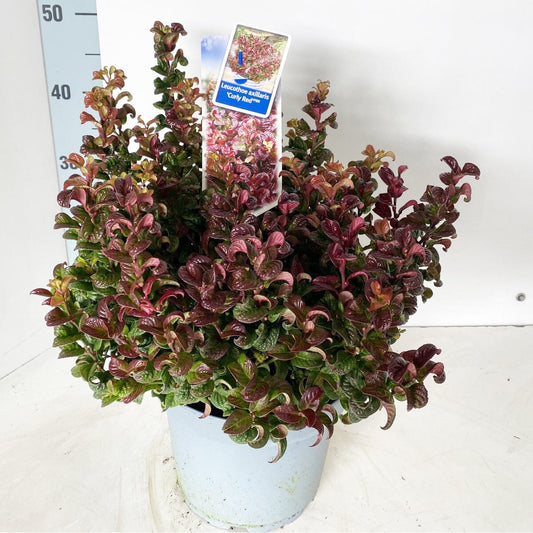 Leucothoe axillaris Curly Red 23cm Pot 45cm Shrub Plant Shrubs