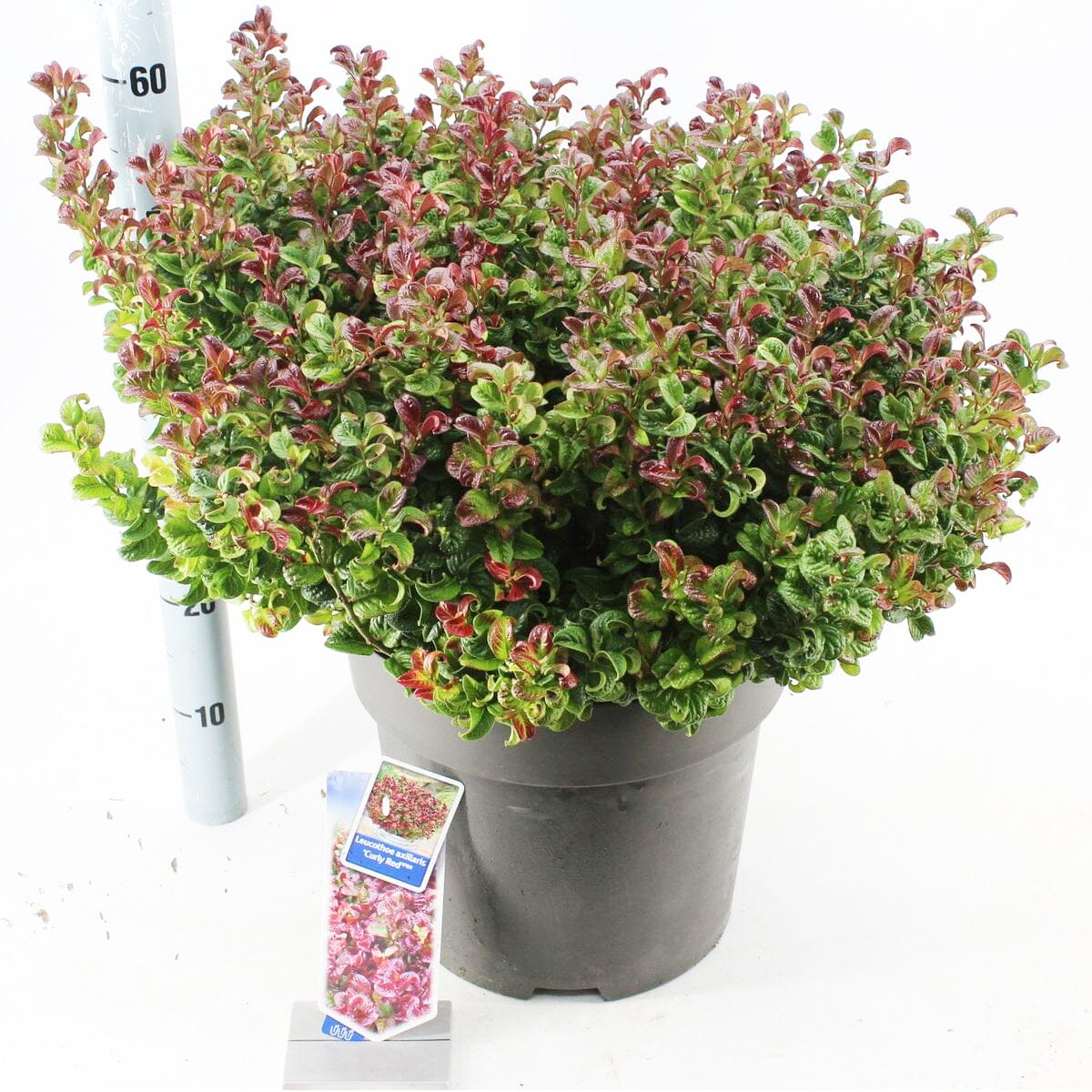 Leucothoe axillaris Curly Red 32cm Pot 50cm Shrub Plant Shrubs