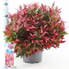 Leucothoe axillaris Zeblid 23cm Pot 40cm Shrub Plant Shrubs