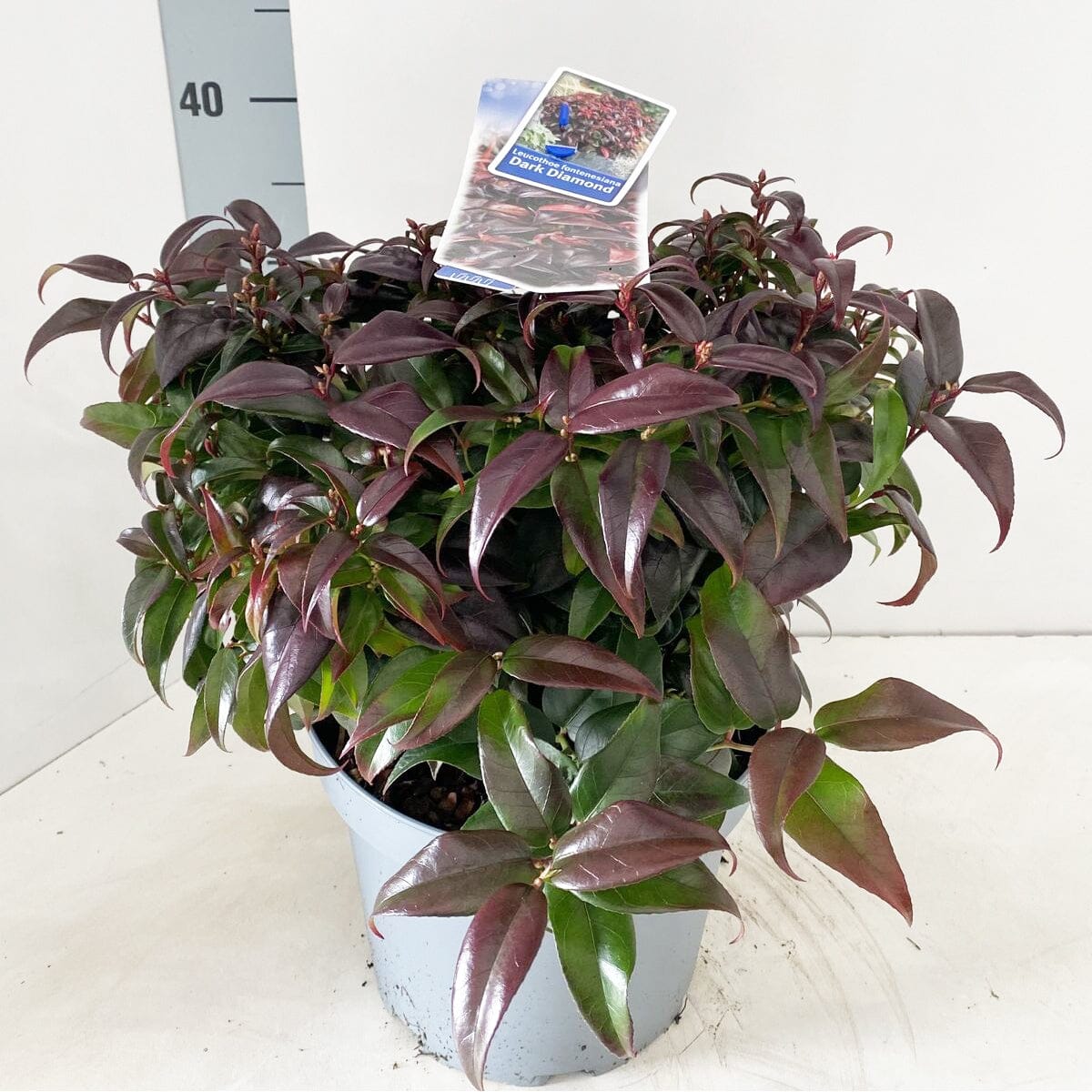 Leucothoe Dark Diamond 23cm Pot 30cm Shrub Plant Shrubs