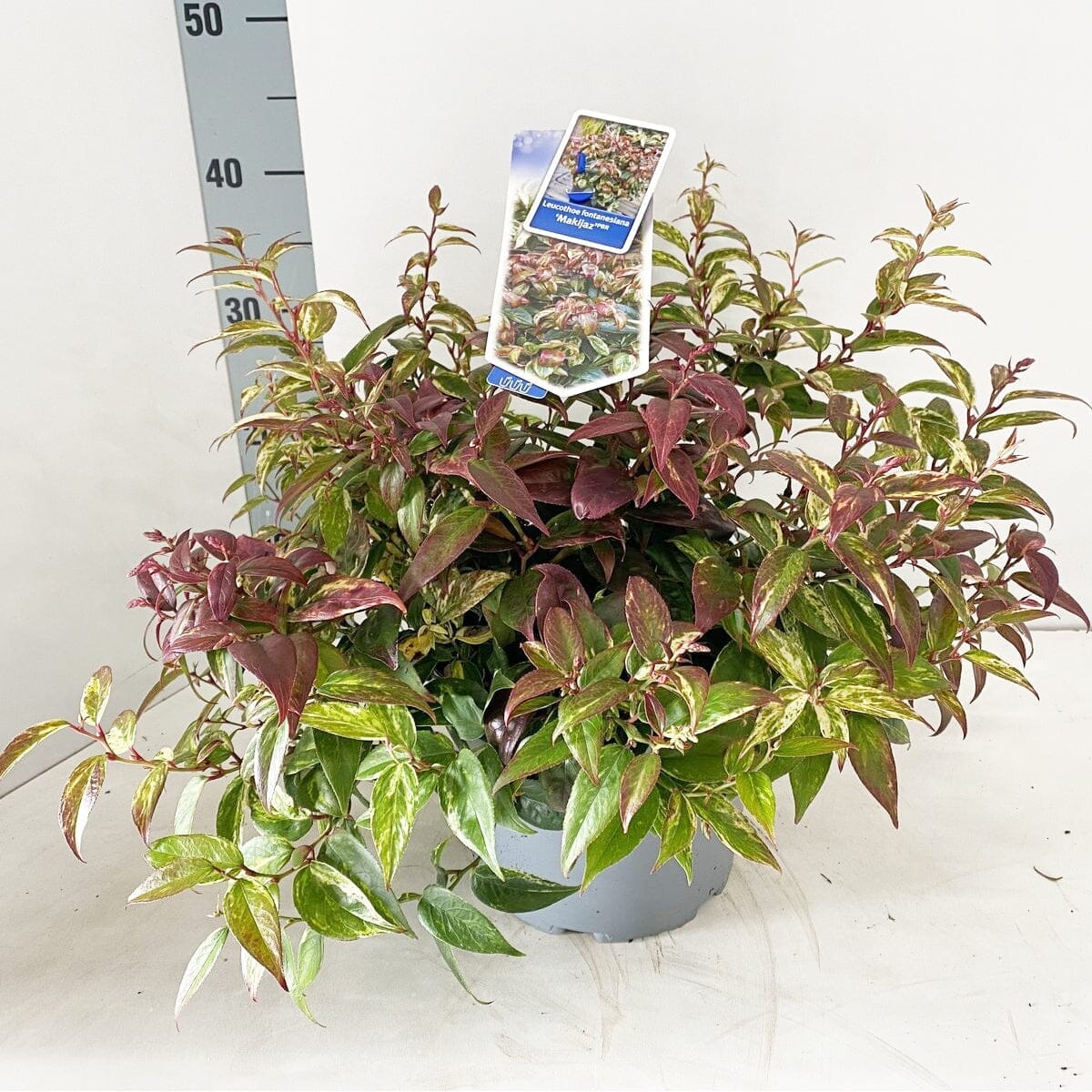 Leucothoe fontanesiana Makijaz 23cm Pot 45cm Shrub Plant Shrubs