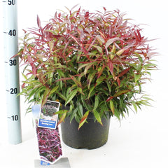 Leucothoe keiskei Burning Love 23cm Pot 45cm Shrub Plant Shrubs