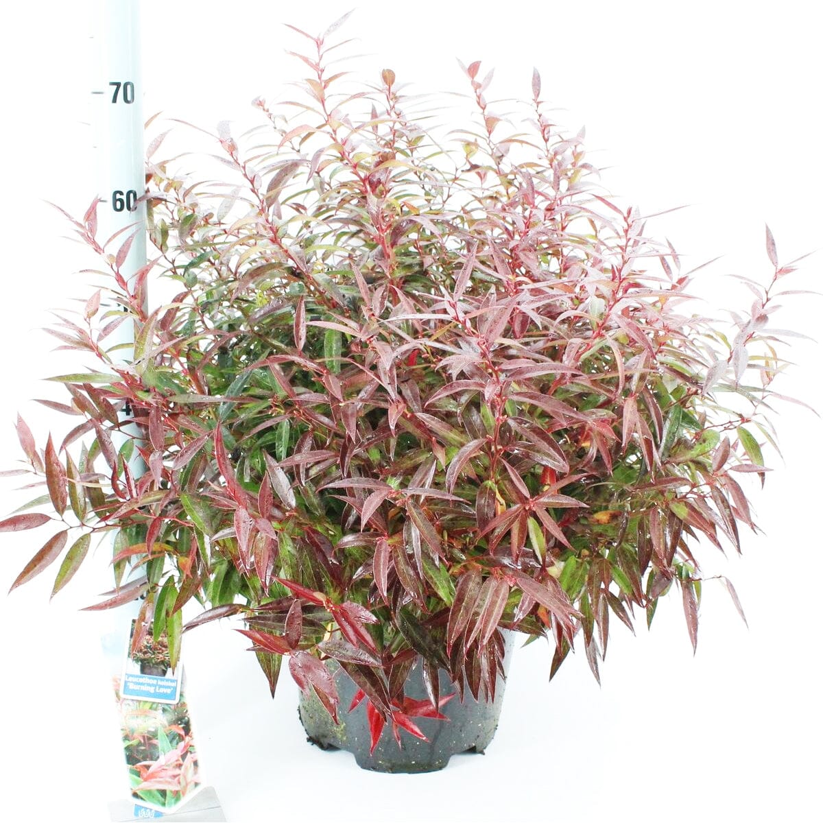 Leucothoe keiskei Burning Love 32cm Pot 50cm Shrub Plant Shrubs