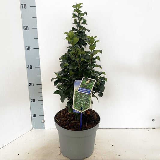 Ligustrum japonicum Rotundifolium 23cm Pot 35cm Shrub Plant Shrubs