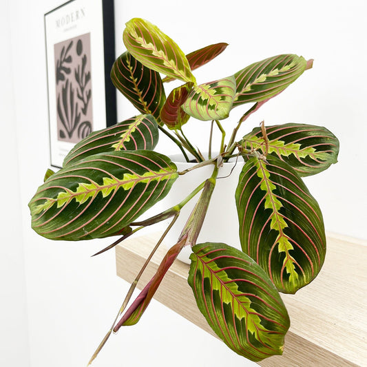 Maranta Fascinator 12cm Pot (Mix & Match Offer) House Plant House Plant