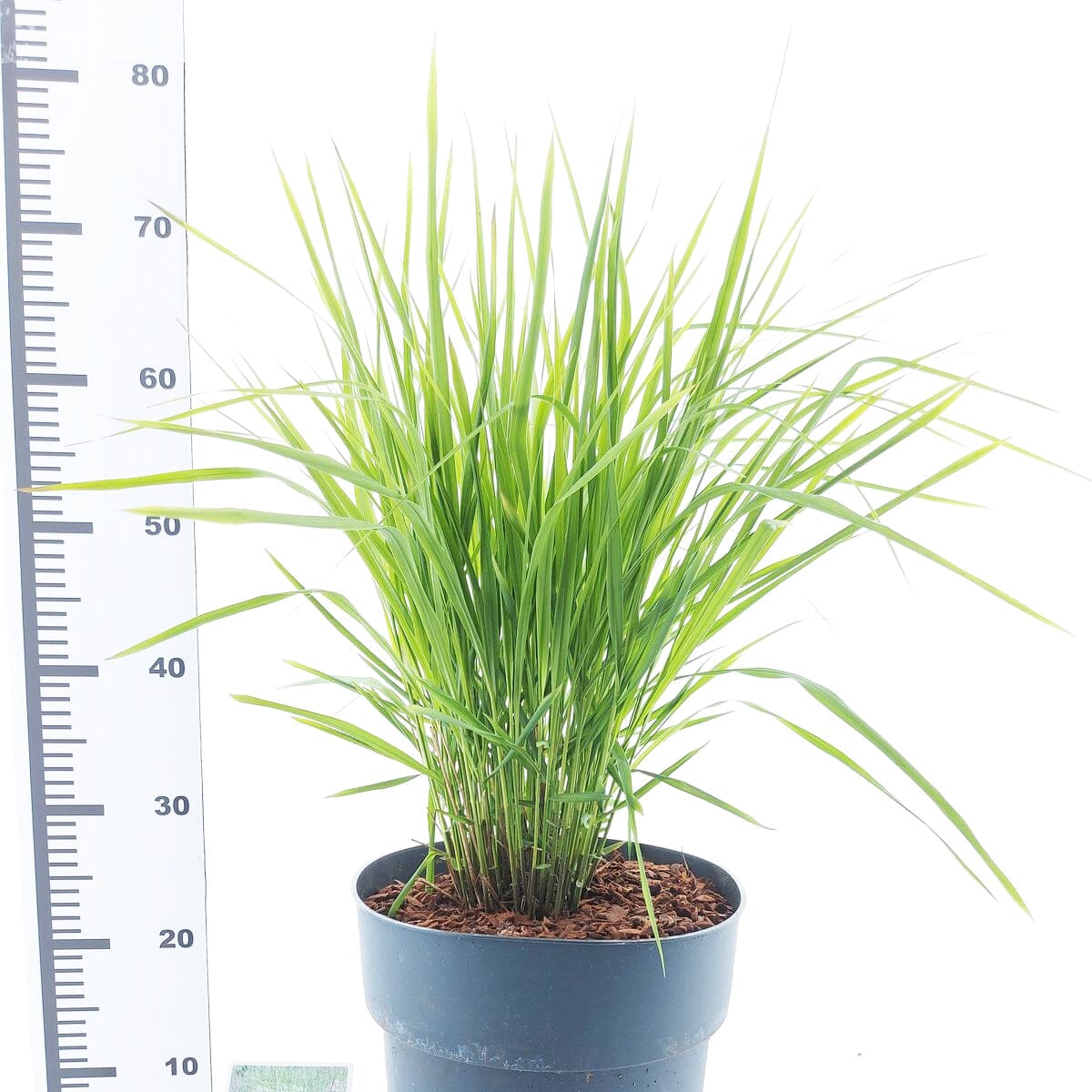 Molinia arundinacea Skyracer 29cm Pot 50cm Shrub Plant Shrubs