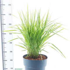 Molinia arundinacea Skyracer 29cm Pot 50cm Shrub Plant Shrubs