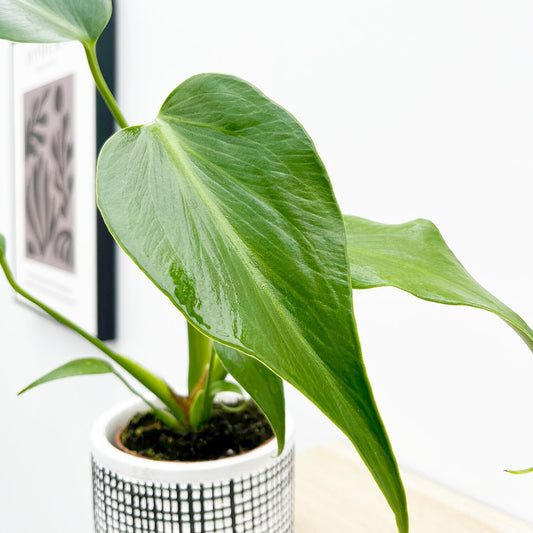 Monstera Burle Marx Flame House Plant 10.5 cm Pot House Plant