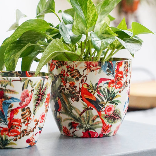 Monza Tropical Parrot Indoor Ceramic 15.5cm Pot Pots & Planters