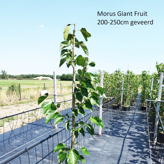 Morus alba Giant Fruit 32cm Pot 200cm Shrub Plant Shrubs