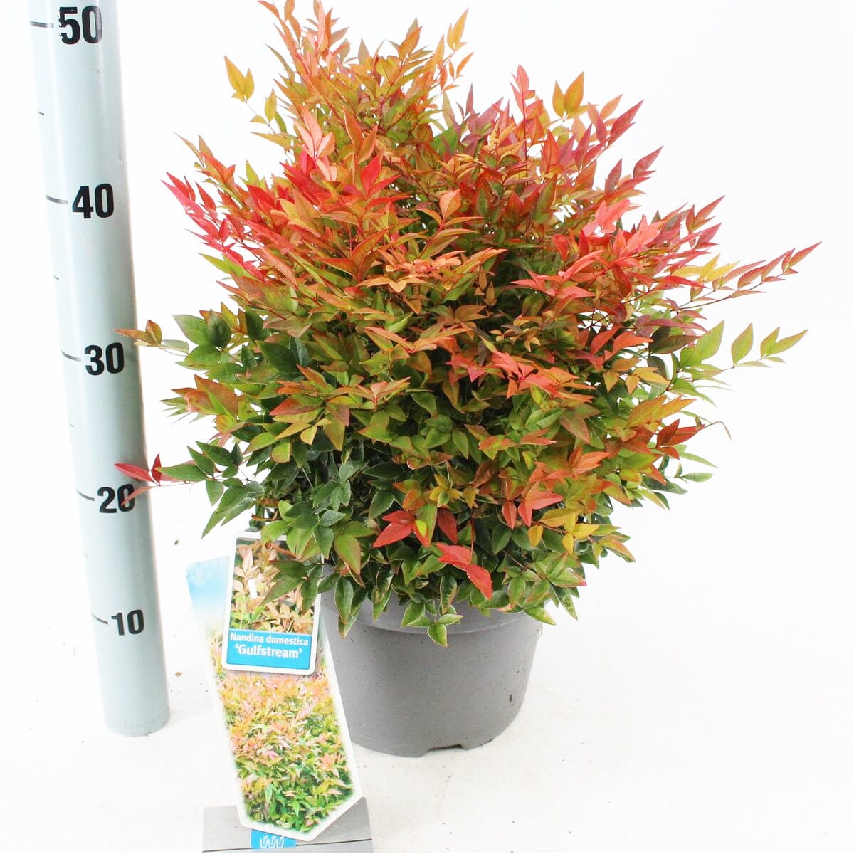 Nandina domestica Gulfstraim 23cm Pot 40cm Shrub Plant Shrubs