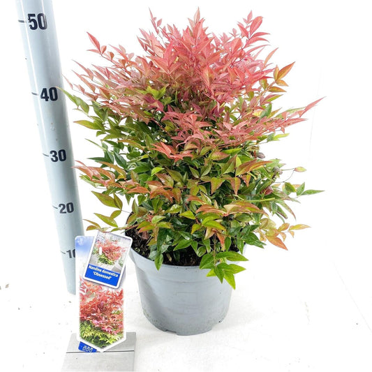 Nandina domestica Obsessed 23cm Pot 45cm Shrub Plant Shrubs