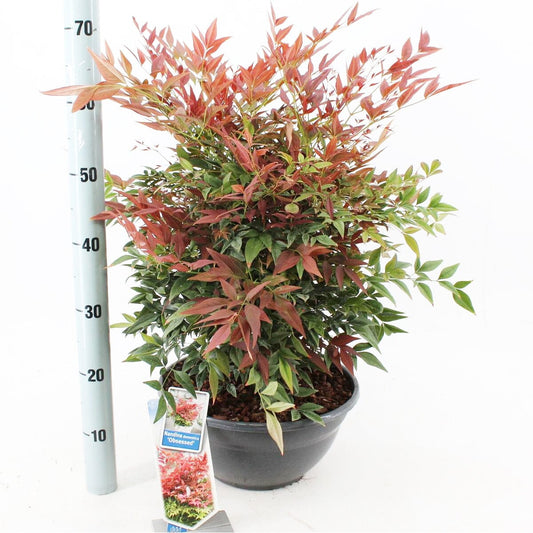Nandina domestica Obsessed 33cm Pot 40cm Shrub Plant Shrubs
