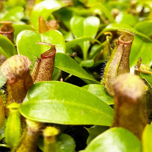 Nepenthes Bill Baby House Plants Monkey Jars Carnivorous Plants House Plant