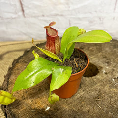 Nepenthes Gaya Baby House Plants Monkey Jars Carnivorous Plants House Plant