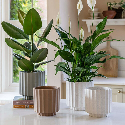 Office Plant Refresh Subscription Subscription