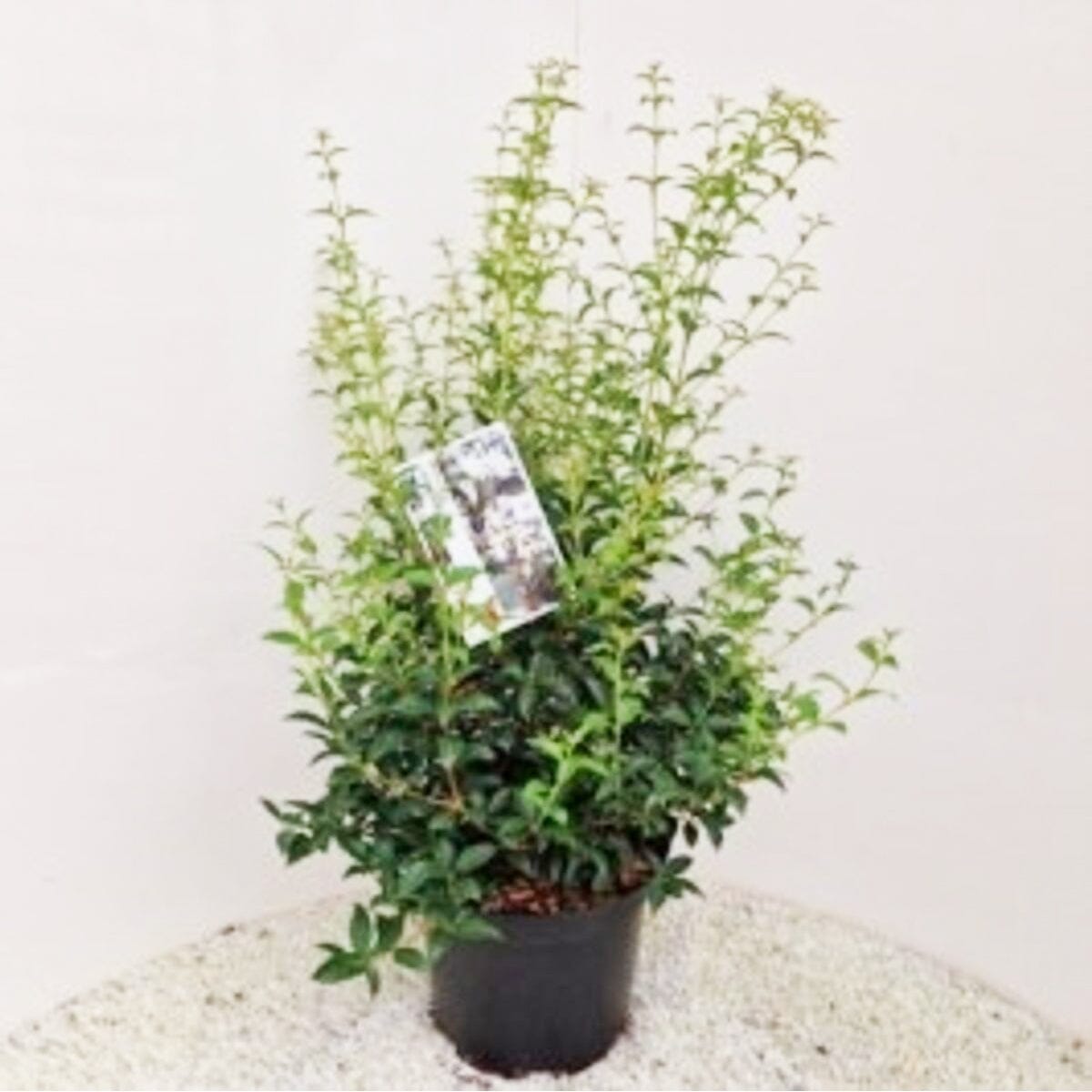 Osmanthus burkwoodii 26cm Pot 80cm Shrub Plant Shrubs