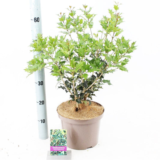 Osmanthus heterophyllus 23cm Pot 40cm Shrub Plant Shrubs