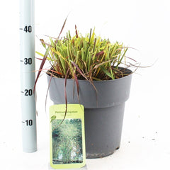 Panicum vir. Rehbraun 29cm Pot 70cm Shrub Plant Shrubs